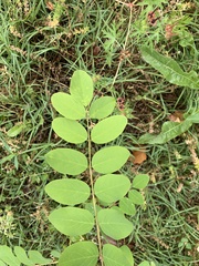 Robinia pseudoacacia