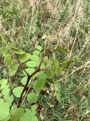 Robinia pseudoacacia