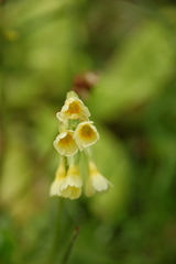 Primula veris