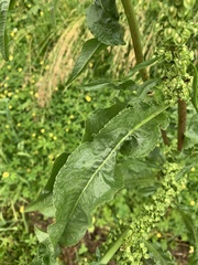 Rumex crispus