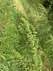 Rumex crispus