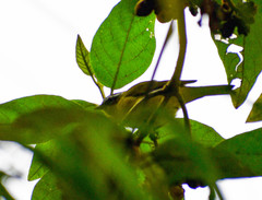 Thlypopsis superciliaris