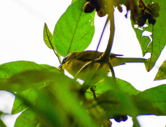 Thlypopsis superciliaris