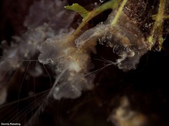 Vallicula multiformis