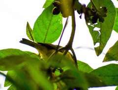 Thlypopsis superciliaris