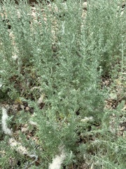 Artemisia austriaca