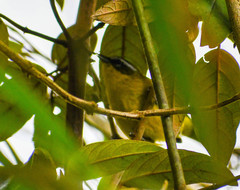 Thlypopsis superciliaris
