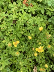 Potentilla