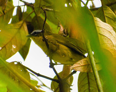 Thlypopsis superciliaris
