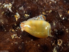 Gibberula epigrus