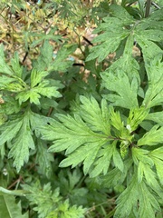 Artemisia vulgaris