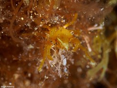 Acanthonyx lunulatus