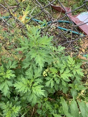 Artemisia vulgaris