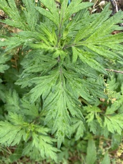 Artemisia vulgaris