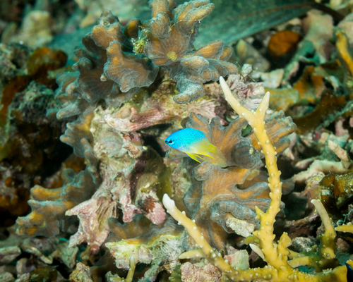 Blauwgespikkelde juffer (Chrysiptera oxycephala) — Pomacentridae — 5