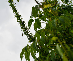 Cleome anomala