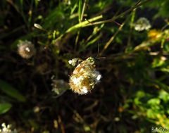 Reuterista instabilis