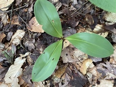 Clintonia borealis
