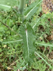 Sonchus asper