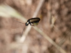 Calomicrus circumfusus