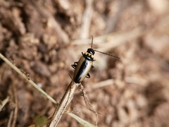 Calomicrus circumfusus