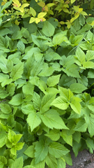 Aegopodium podagraria
