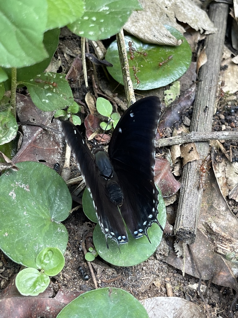 Ochreous Black Prince