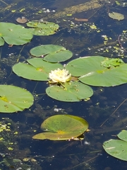 Nymphaea odorata