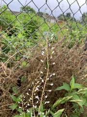 Mummenhoffia alliacea