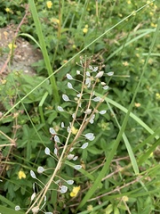 Mummenhoffia alliacea
