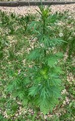 Artemisia vulgaris