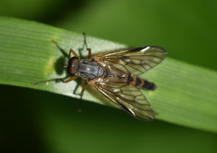 Rhagio vitripennis