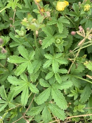 Potentilla