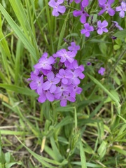 Hesperis matronalis