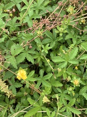 Potentilla