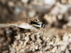 Calomicrus circumfusus