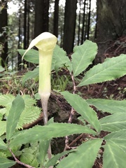 Arisaema