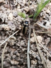 Calomicrus circumfusus