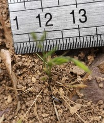 Calomicrus circumfusus