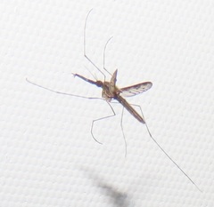 Anopheles tenebrosus