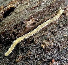 Andrognathus corticarius