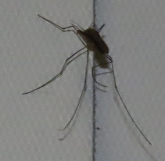 Anopheles tenebrosus