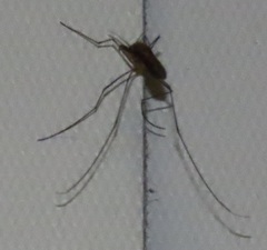 Anopheles tenebrosus