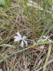 Leucocrinum montanum