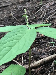 Arisaema
