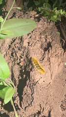 Lophocampa argentata
