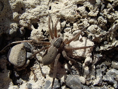 Dolomedes aquaticus