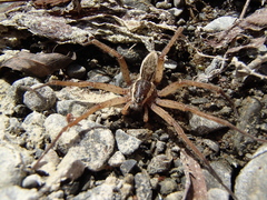 Dolomedes aquaticus