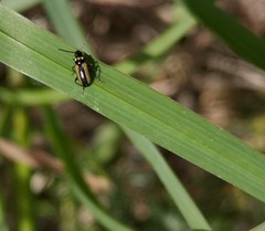 Calomicrus circumfusus