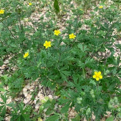 Potentilla argentea
